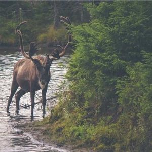 Meet your Posher, Audrey